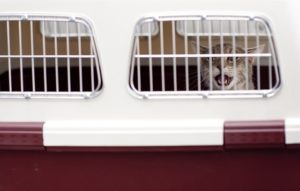 Cat carrier