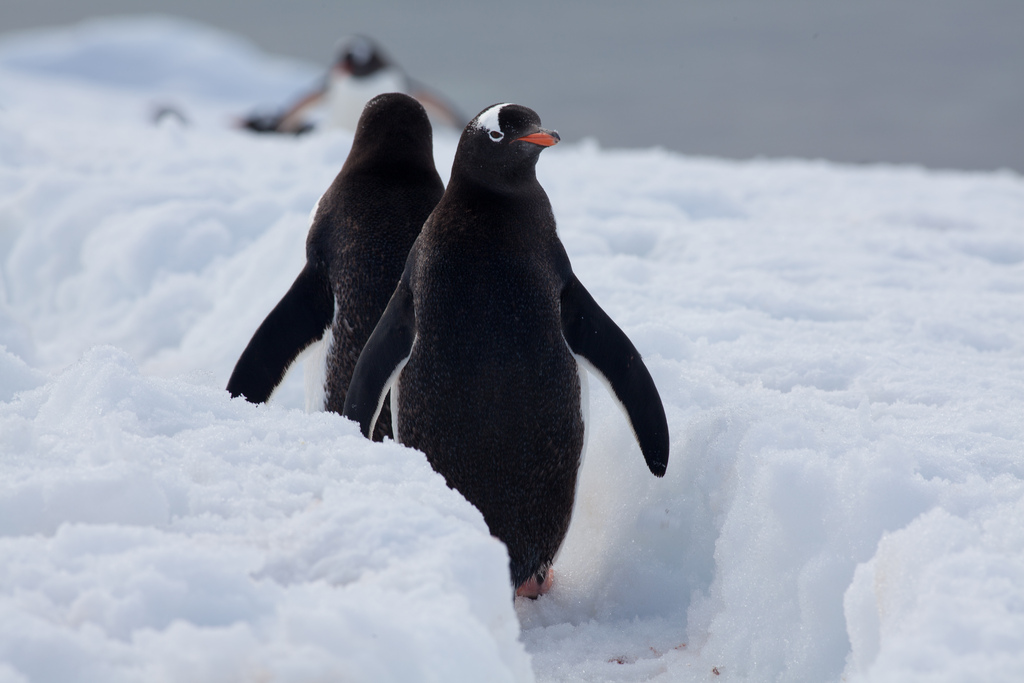 Penguins.FalklandIslands.pinguino k.jpg