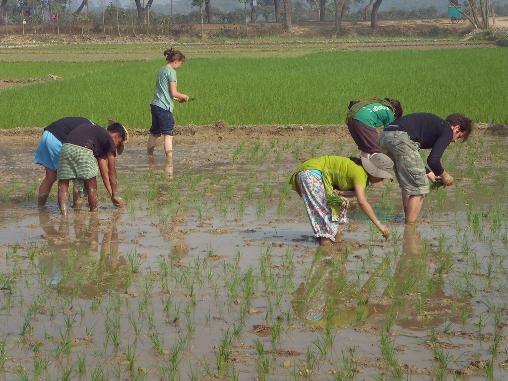 Volunteers in field.jpg