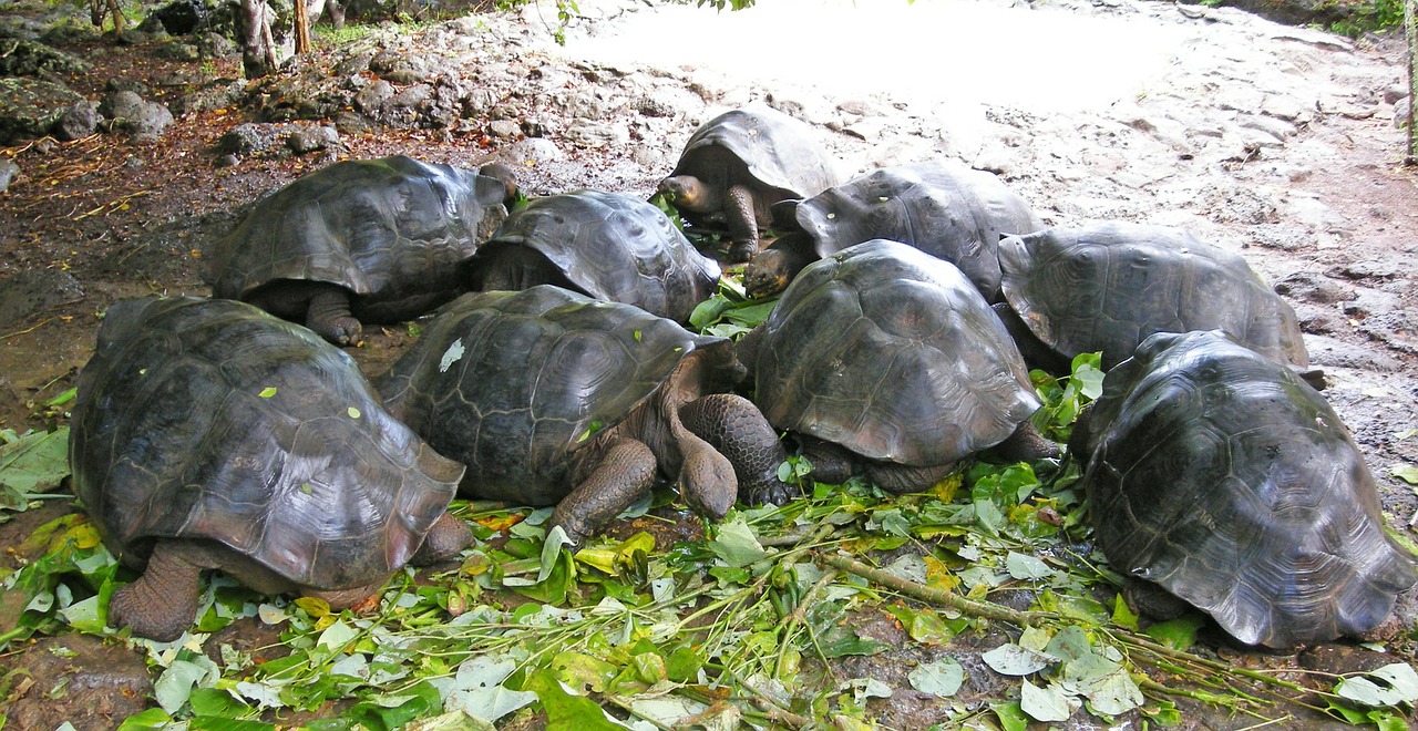 Galapagos turtles
