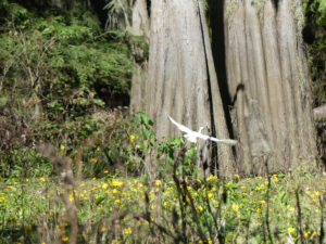One of many cypress spotted from the airboat. Photo: Kathleen Walls