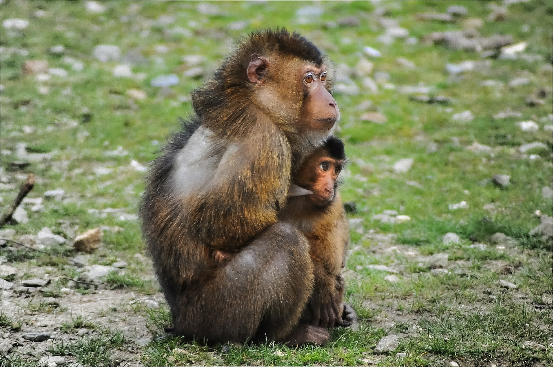 Barbary apes.