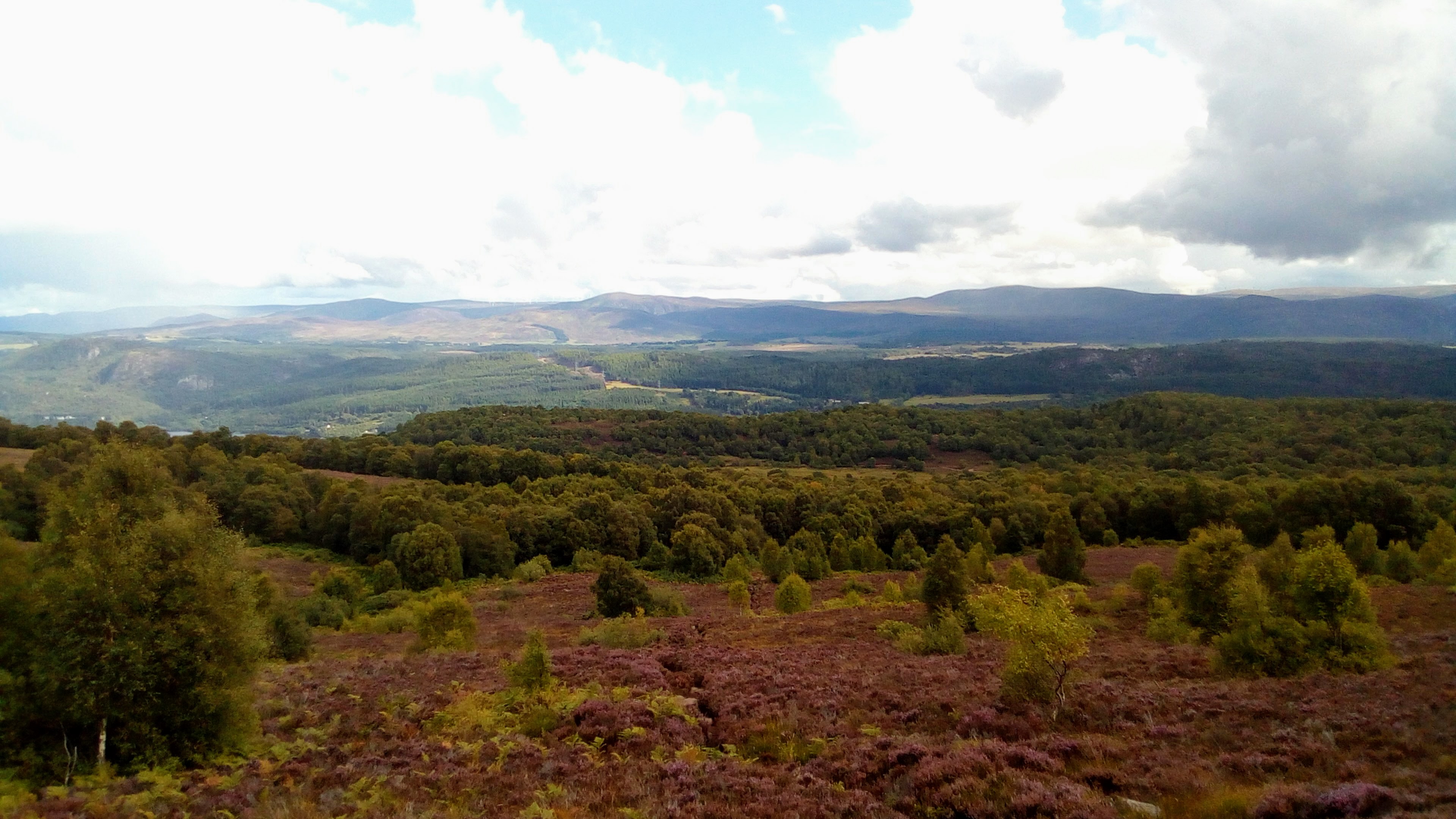 The birch and hazel wood grove. Photo: Daniel Baldwin