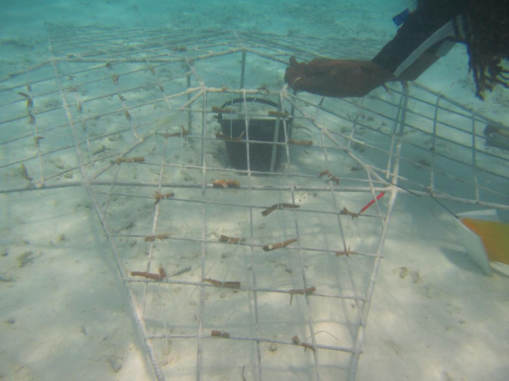 Beybe cleaning the coral reefs. Photo: Bianca Caruana