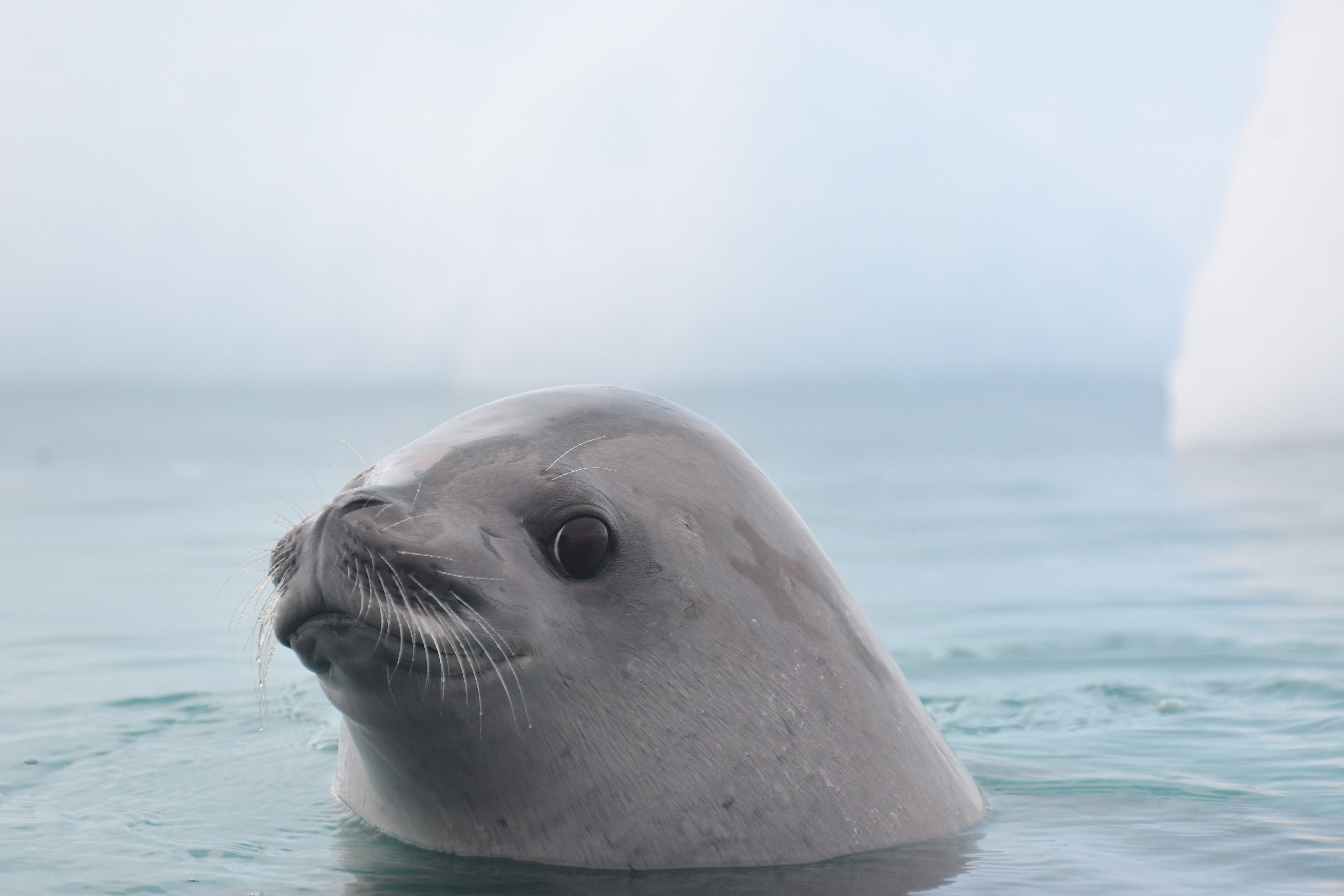 A crabeater seal pops his head out next to a kayak in the Southern Ocean along the Antarctic Peninsula. Photo: Alicia-Rae Olafsson