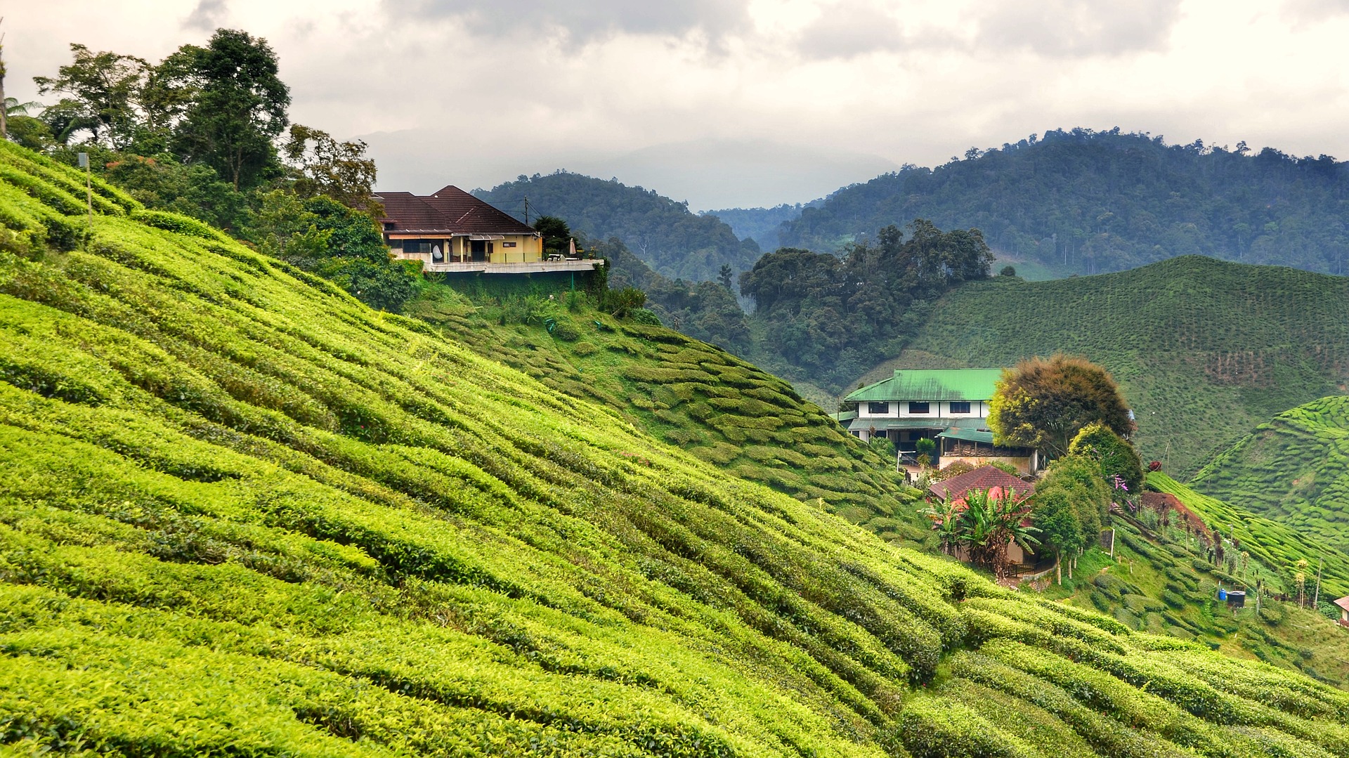 Tea Plantation in Cameron - the Highlands