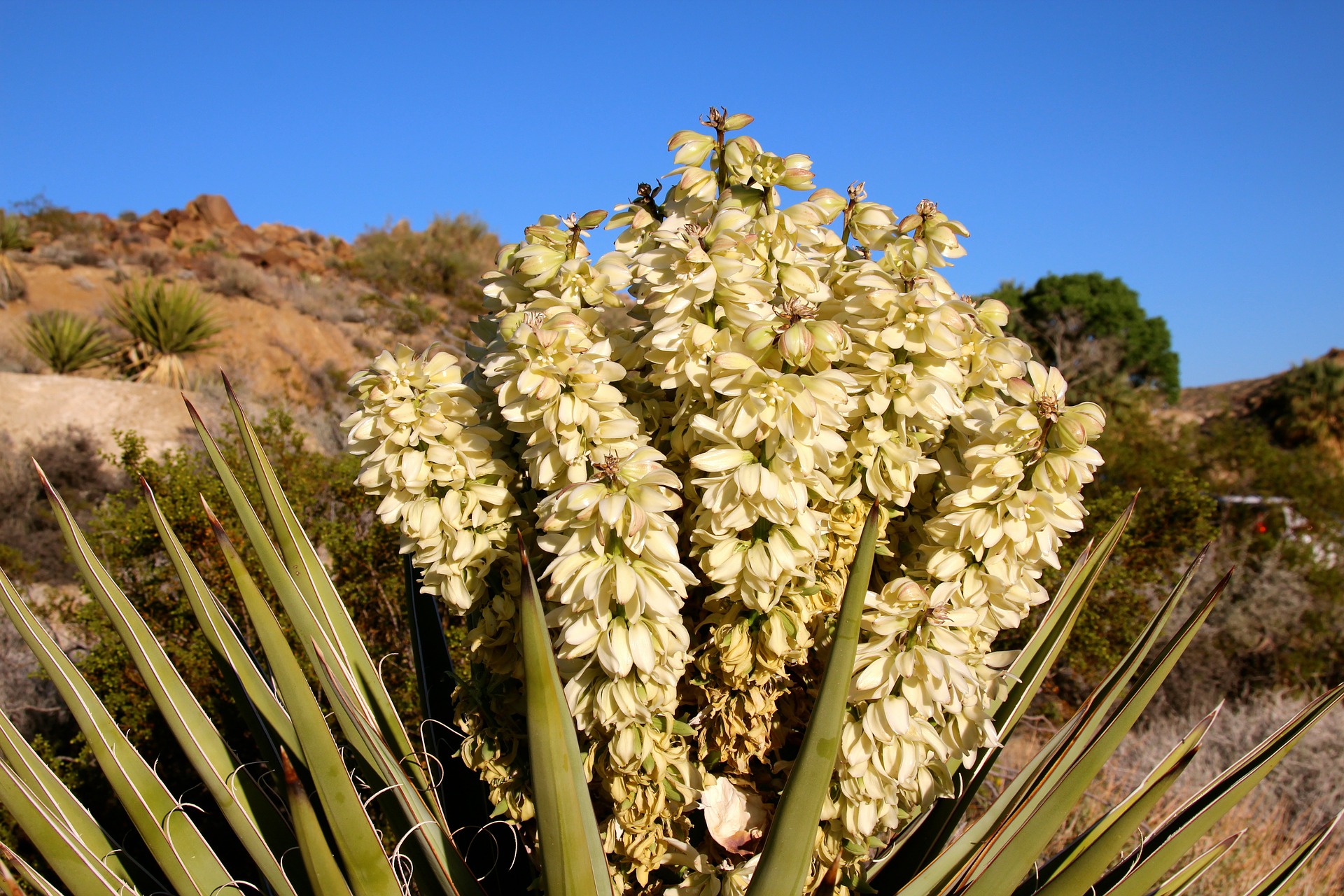 California desert - joshua-tree-