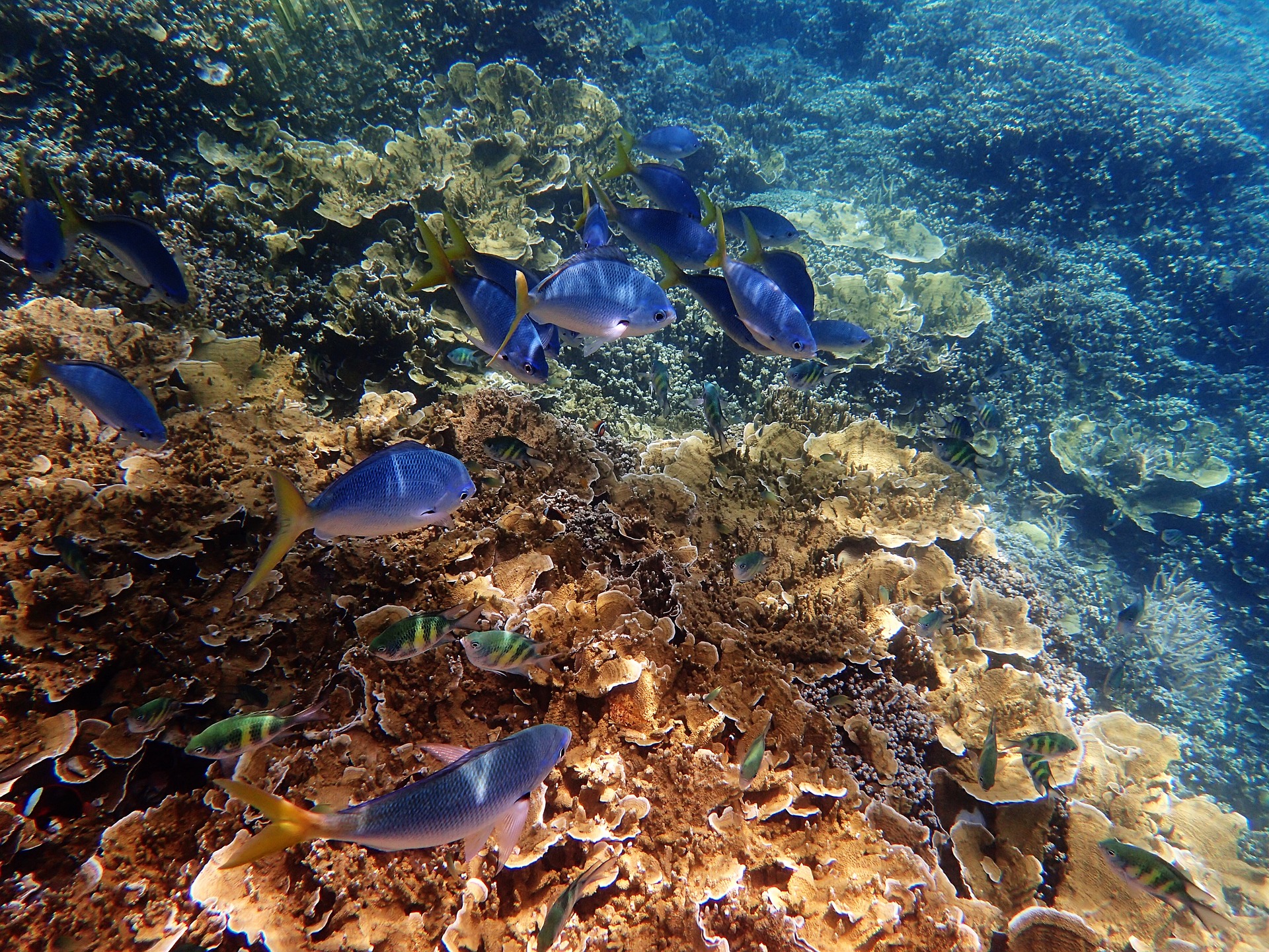 Marine life in Great Barrier Reef